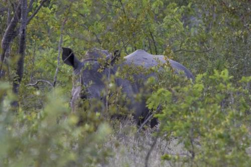 last Rhino we saw