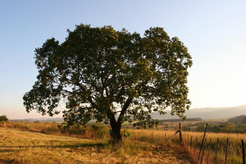 Mlilwane nature reserve