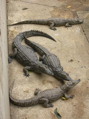 baby crocs