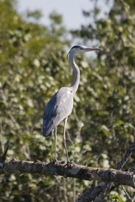 grey Heron