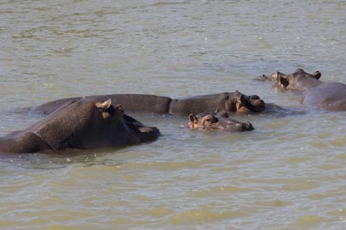 loads of hippos