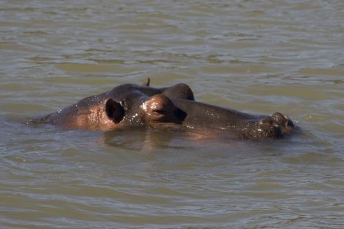 close up hippo