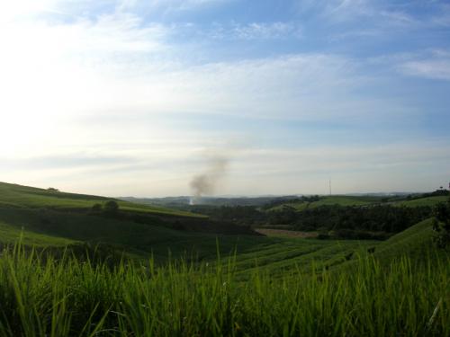 sugar cane fields