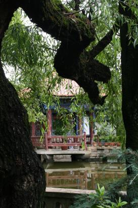 dragon-tree