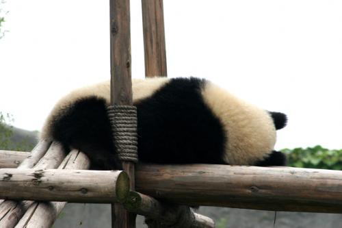 sweet-dreams