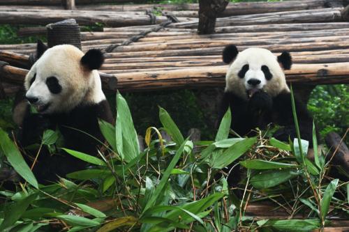 mr-and-mrs-panda