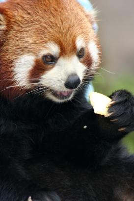 cute-red-panda