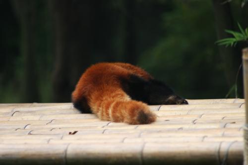 afternoon-nap