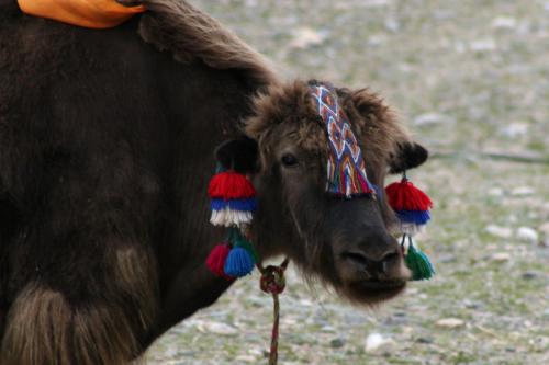 cuddly-yak