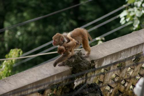 monkey-view-from-room-1