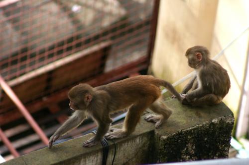 monkey-view-from-room-2
