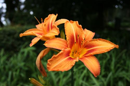 Unknown-lilly