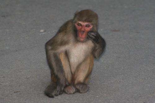 More-monkeys