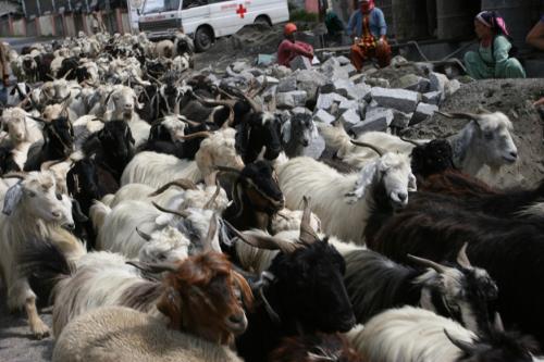 How-many-sheep?