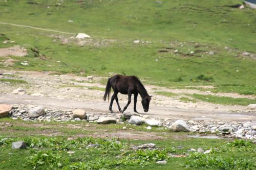 Semi-wild-horse