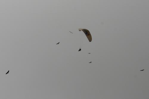 Paraglider-and-eagles
