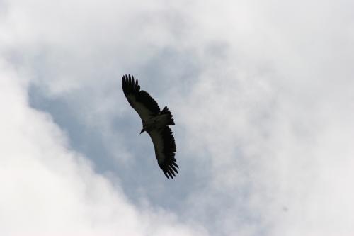 Close-up-eagle