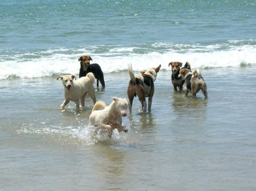 Happy-dogs
