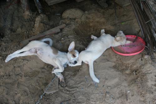 Cute-puppies