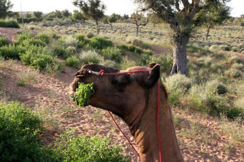 My-greedy-camel