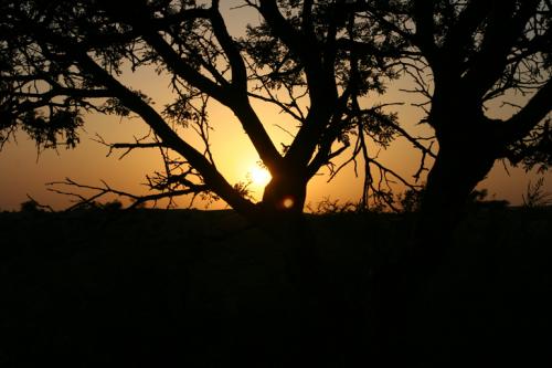 Desert-sunset