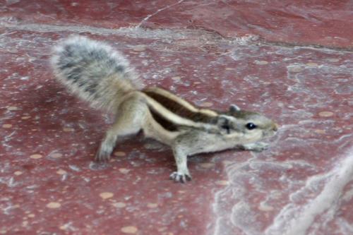 Very Friendly Chipmonk