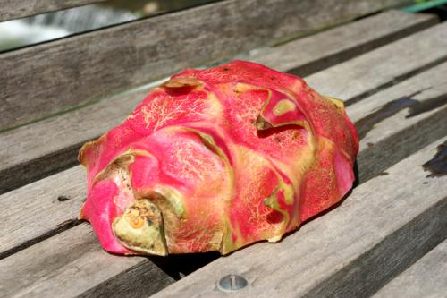 weird fruit