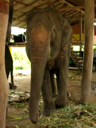 Phanom our Elly