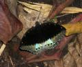 pretty flutterby