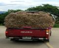 garlic van