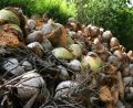 lovely bunch of coconuts