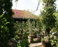 bonsai garden