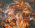 feeding frenzy!