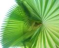 wicked plant