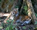 rescued tiger at Kouang Si waterfall
