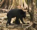 recused Aseatic bear