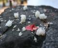 rice balls and petals