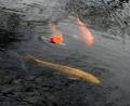 Koi Carp