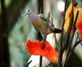 bird 1