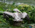 bird 2