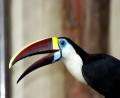 bird 3