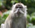 cheeky monkey