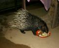 resident porcupine