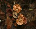 jungle fungus