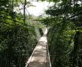 canopy walkway