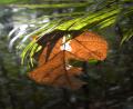 huge leaf