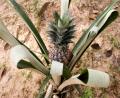 pineapple plant