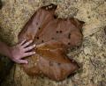 biggest leaf in the world!!