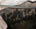 bats inside Ear Cave