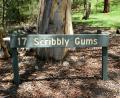 scribbly gums